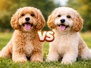 Cockapoo vs Cavapoo