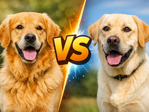 Golden Retriever vs Labrador