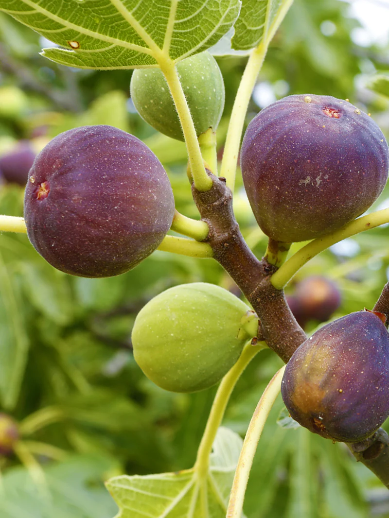 Growing Figs in Cold Climates