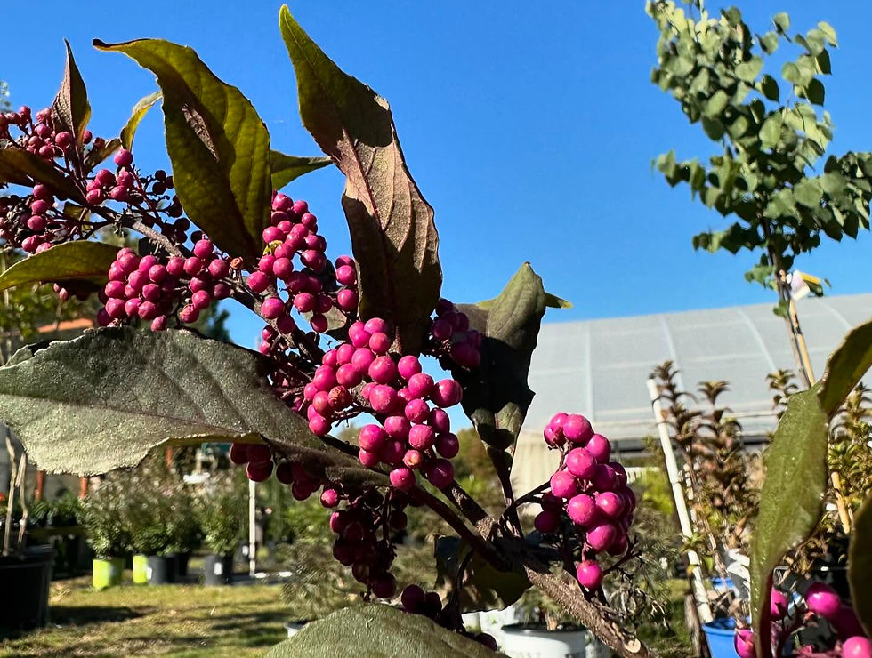 American Beautyberry Callicarpa americana