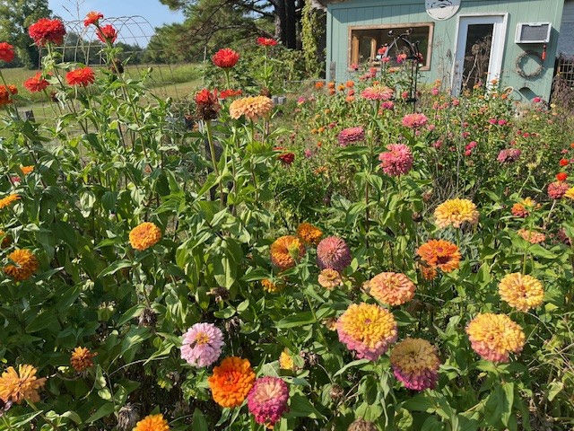 Zinnias in Sarah's garden