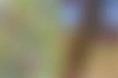 Episode 11:🍎 The Honest Truth About Fruit Trees in Northwest Arkansas