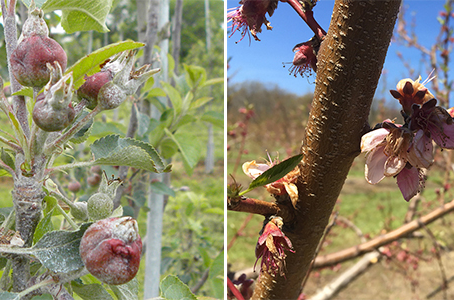 Episode 11:🍎 The Honest Truth About Fruit Trees in Northwest Arkansas