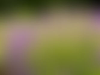 Ozark Garden Talk – Episode 13: Plants We’re Excited to Bring In This Year 🌿✨