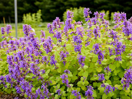 Ozark Garden Talk – Episode 13: Plants We’re Excited to Bring In This Year 🌿✨