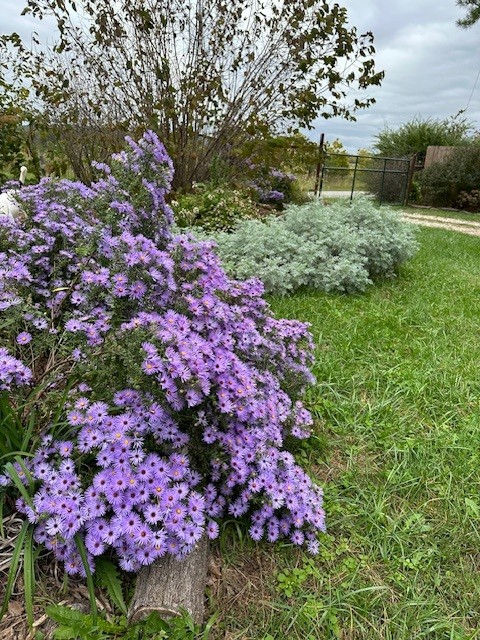 Raydon's Favorite Aster oblongifolious @ Charity's house