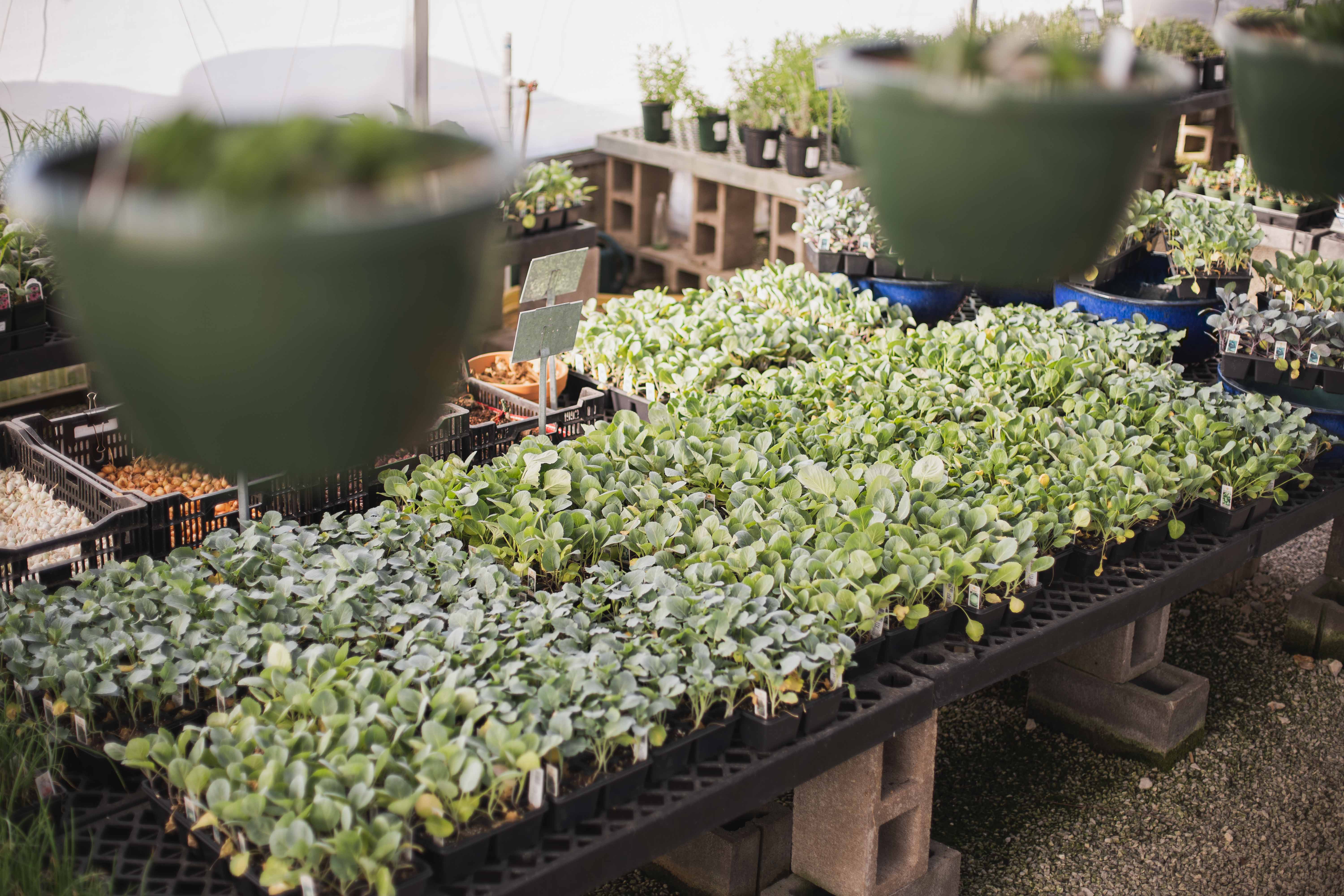 White River Nursery Garden Center Fayetteville, AR