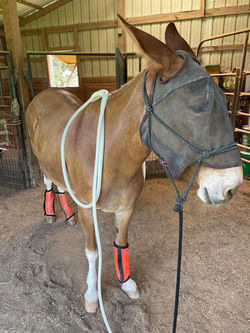 Mule