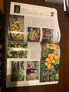 Baker Creek Heirloom Seeds Whole Seed Catalog