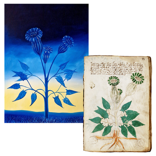 Klára Sedlo; Voynich; Voynichův rukopis 