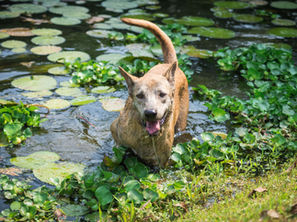 🐶 Noah's Ark Animal Sanctuary - Johor Bahru, Malaysia