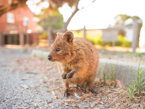 🦫 Rottnest Island Quokkas - Perth, Australia