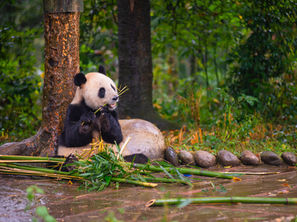 🐼 Gengda Wolong Panda Centre - Chengdu, China