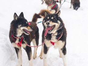❄️ Moonlight Ladies Husky Sledding - Hokkaido Japan