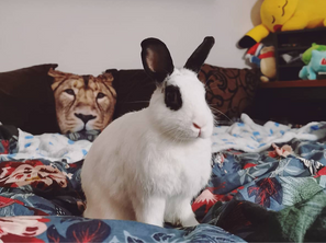 🐰 Pepsi