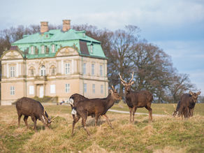 🦌 Dyrehaven Deer Park, Copenhagen Denmark