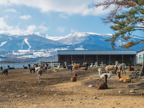 🦙 Nasu Alpaca Farm - Japan
