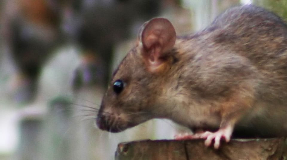 Rodent CCTV camera inspection Package From Drainsmart