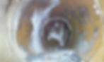 Rat.jpg