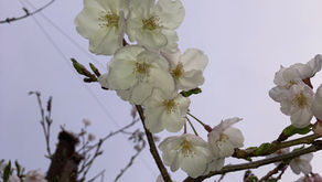 お知らせと3回目・・・