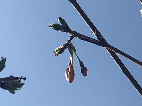 桜の季節ですね🌸