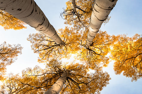Yellow aspen trees photographed from below at Aspen Trail Loop in Flagstaff, Arizona