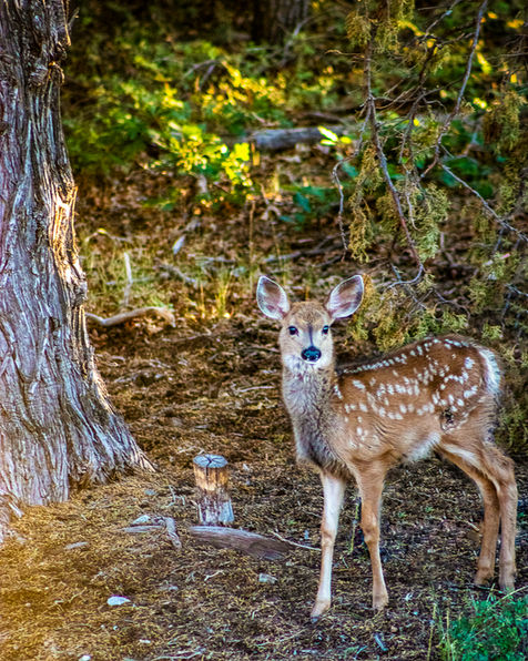Baby deer by a tree surrounded by greenery and warm sunlight