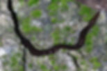 New Guinea Flatworm