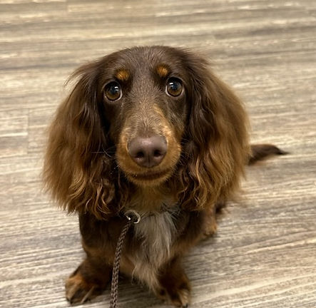 Client's dog "Curly"