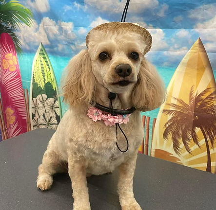 Client's dog "Charity"