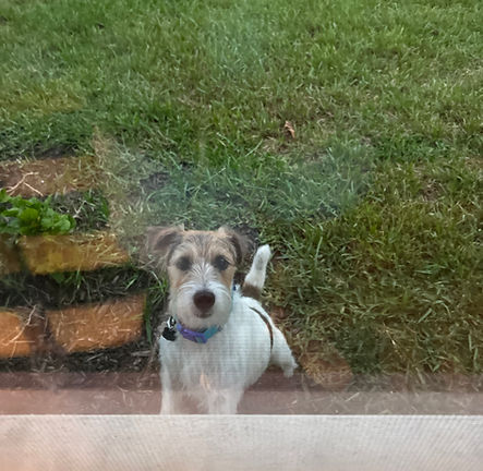 Client's dog "Ranger"