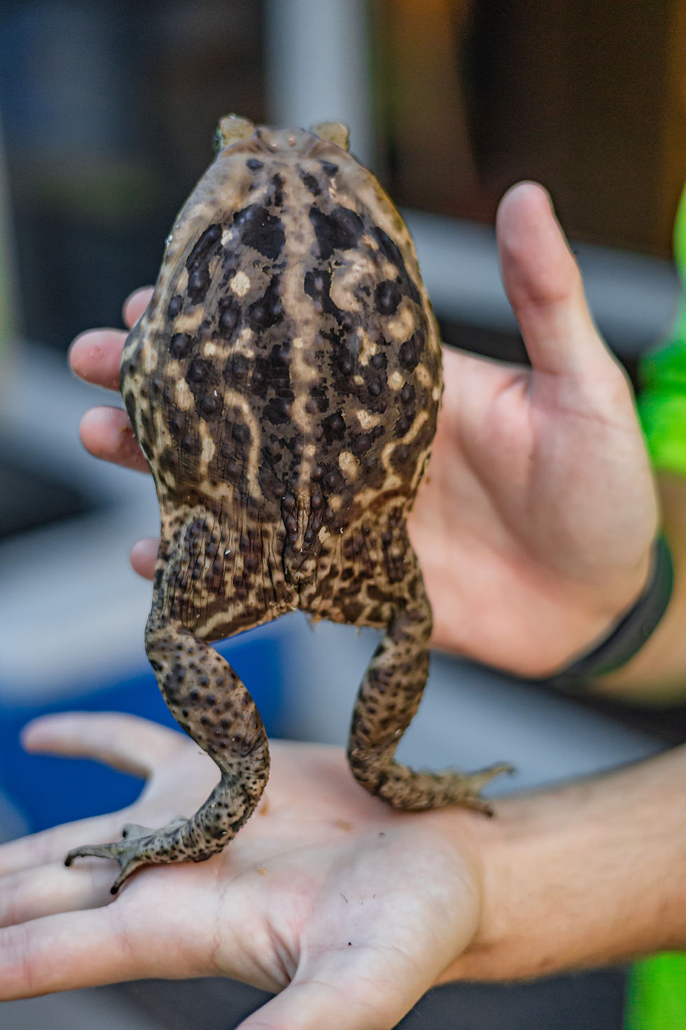 Cane Toad