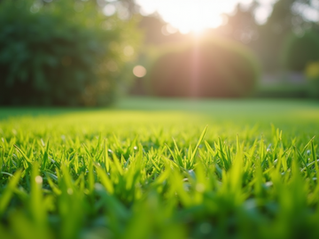 Maintain your Living Space with CMKP Lawn Care