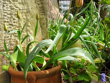 Gardening hacks for small spaces