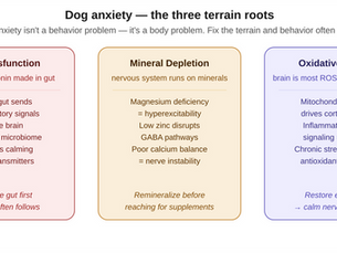 Dog Anxiety: Root Causes, the Gut Connection, and Natural Calming Without Medication