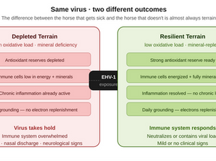 EHV-1 and the Terrain: Why Some Horses Stay Healthy During Outbreaks