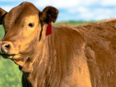 5 Questions About the Red Heifer
