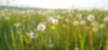 Dandelion Fields