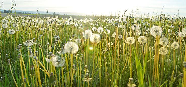 Dandelion Fields