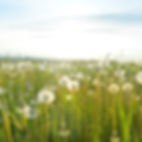 Field of Pollen and Allergens