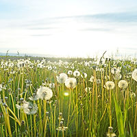 Dandelion Fields