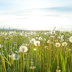 Field of Pollen and Allergens