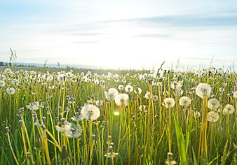 allergy upgrades for AC