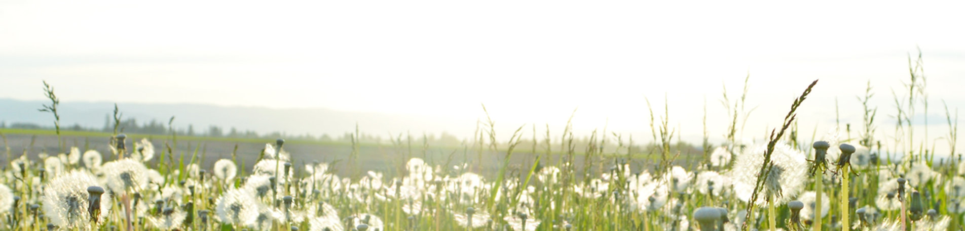 Dandelion Fields