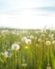 Dandelion Fields