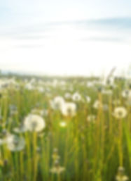 Dandelion Fields