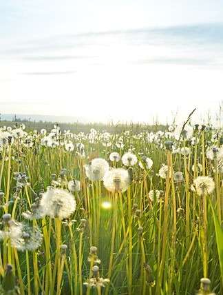 Dandelion Fields