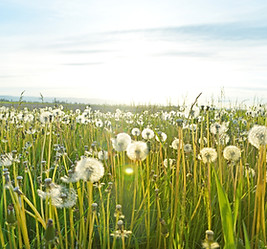 Image of spring flowers to represent allergies