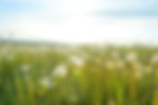 Dandelion Fields