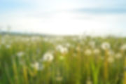 Dandelion Fields